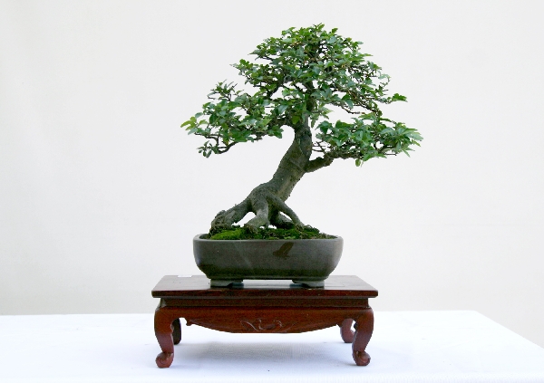 Káº¿t quáº£ hÃ¬nh áº£nh cho Triphasia trifoliata bonsai